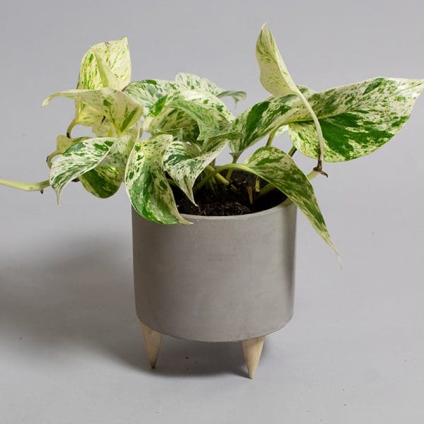 Scindapsus Marble Queen