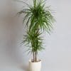 Dracaena Marginata