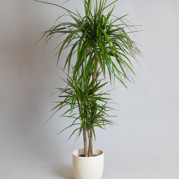 Dracaena Marginata