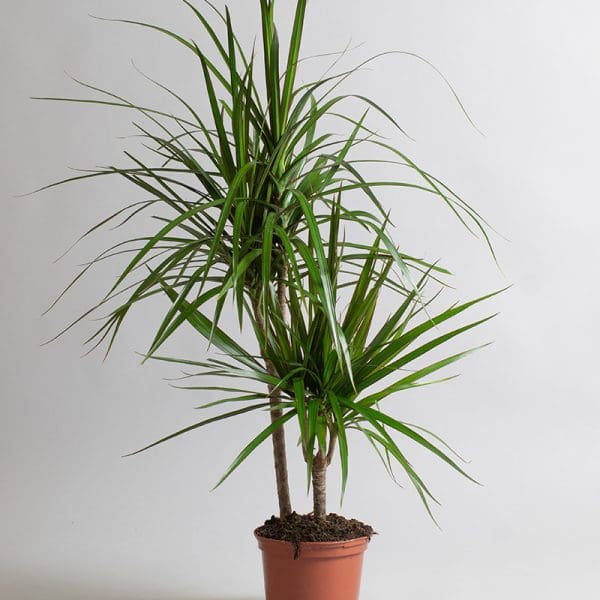 Dracaena Marginata