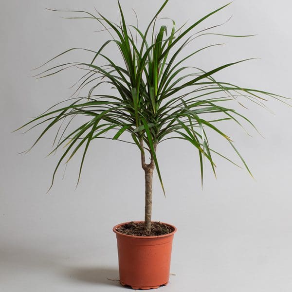 Dracaena Marginata