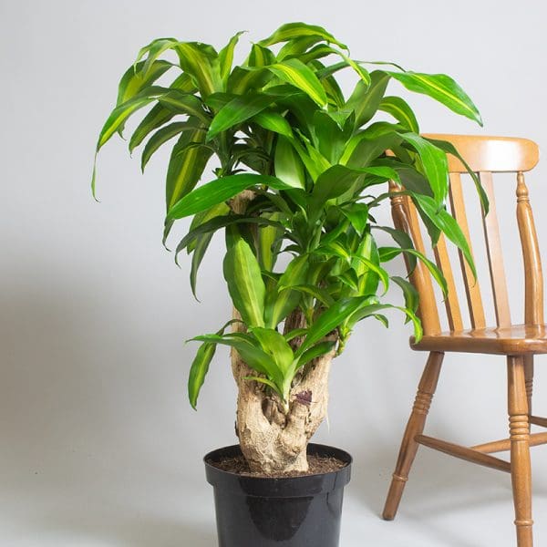 Dracaena fragrans ‘Massangeana’