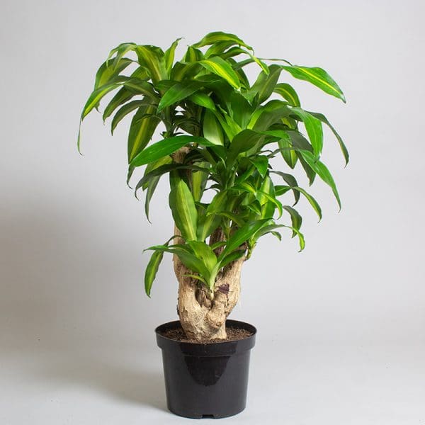 Dracaena fragrans ‘Massangeana’