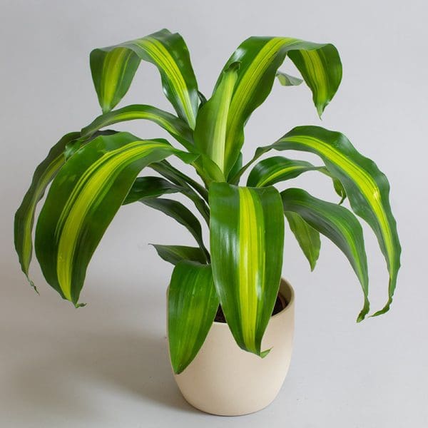 Dracaena fragrans ‘Massangeana’