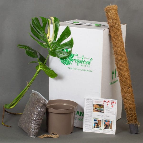 Monstera Thai Cutting Start Kit