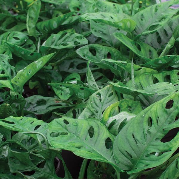Monstera Monkey Mask