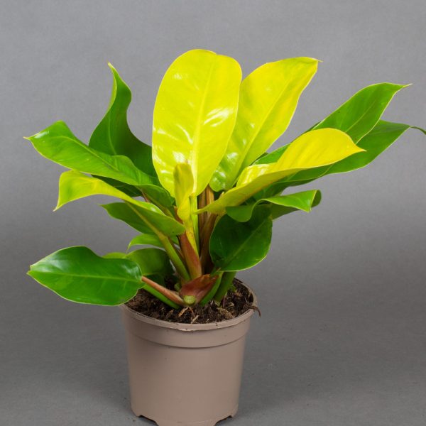 Philodendron Moonshine