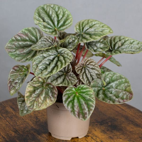 Peperomia Caprata