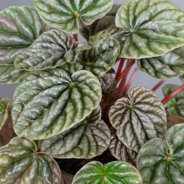 Peperomia Caprata