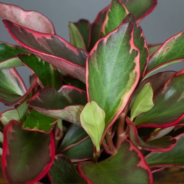 Peperomia Clusifolia Ginny