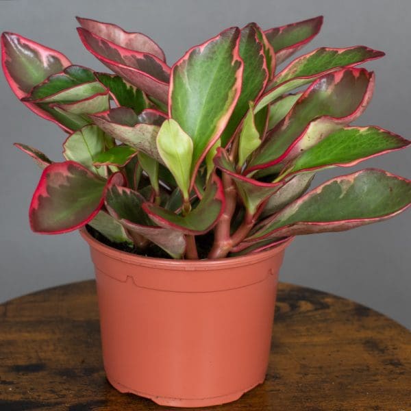 Peperomia Clusifolia Ginny