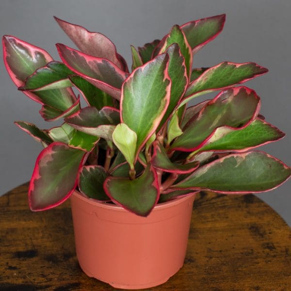 Peperomia Clusifolia Ginny