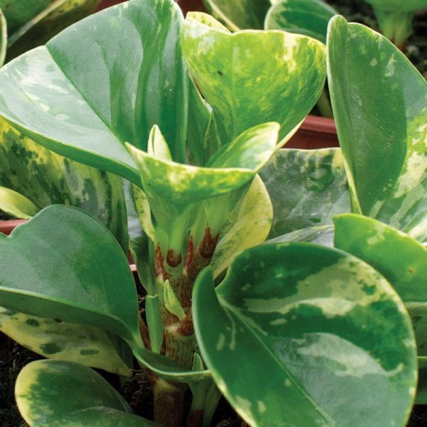 Peperomia Marble Variegated