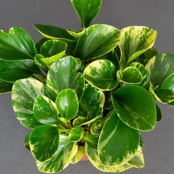 Peperomia Marble Variegated