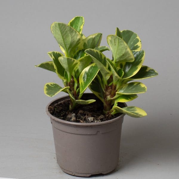 Peperomia Obtustufiola Variegata