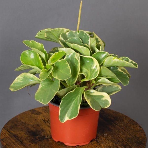 Peperomia Obtustufiola Variegata