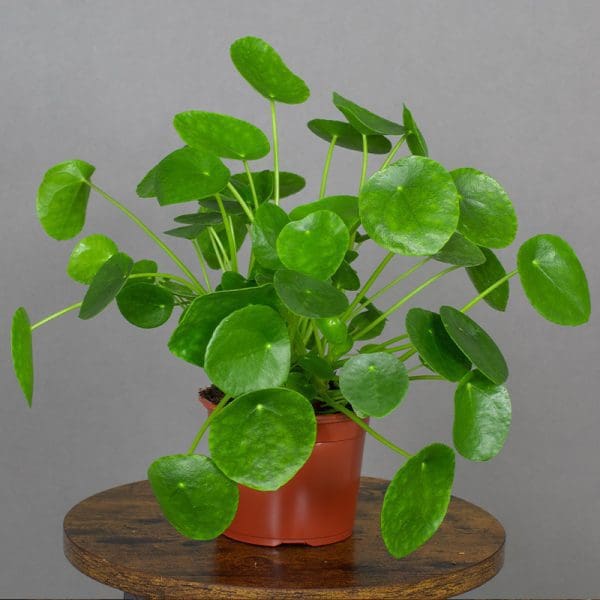 Peperomia Pepeomides