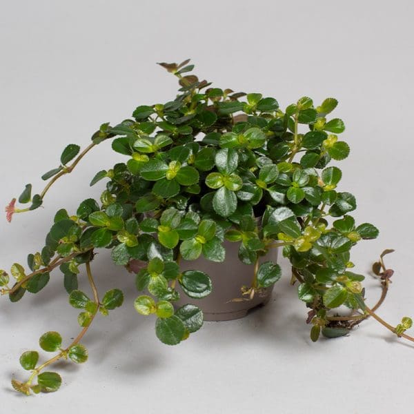 Peperomia Rotundafolia