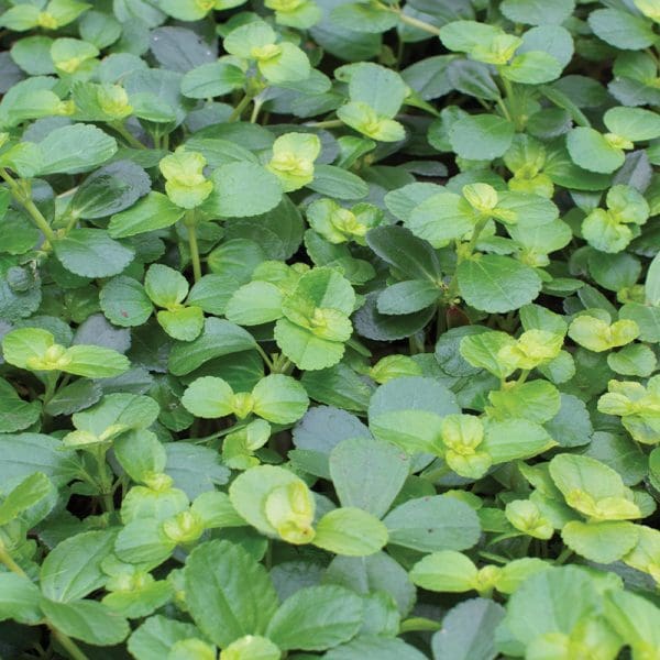 Peperomia Rotundifolia