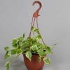 Peperomia Scandens Varigated