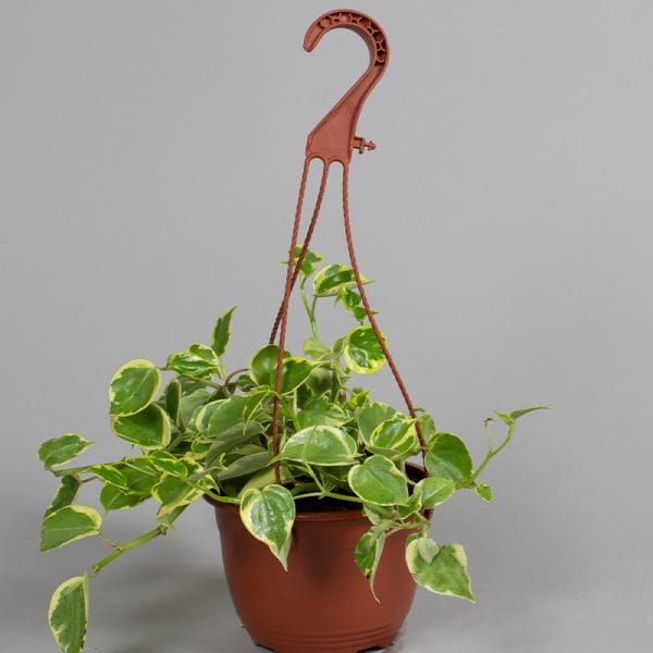 Peperomia Scandens Varigated