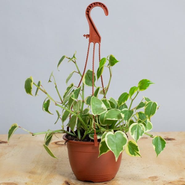 Peperomia Scandens Varigated