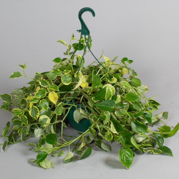 Peperomia Scandens Varigated