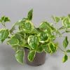 Peperomia Scandens Varigated