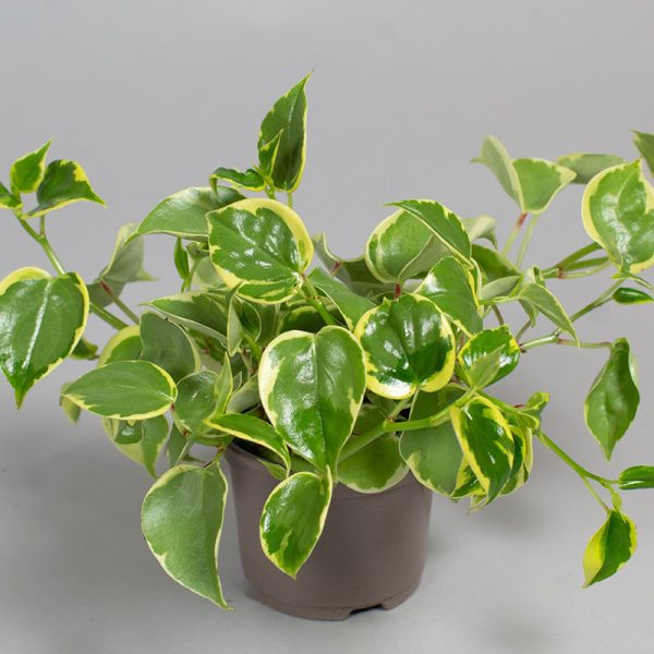 Peperomia Scandens Varigated
