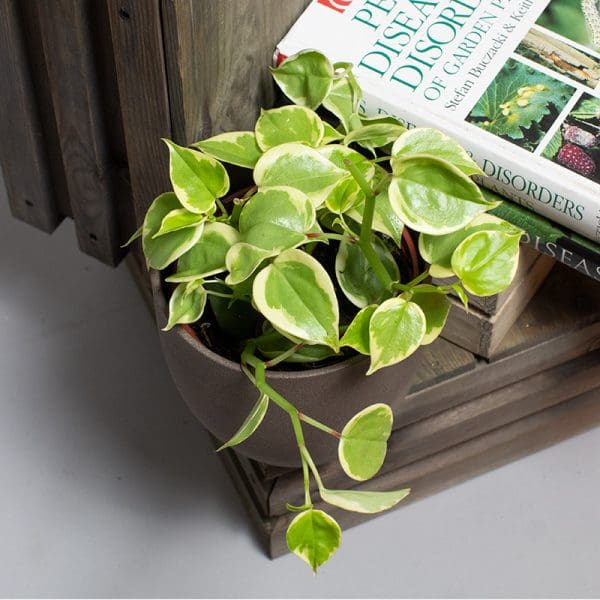 Peperomia Scandens Variegated