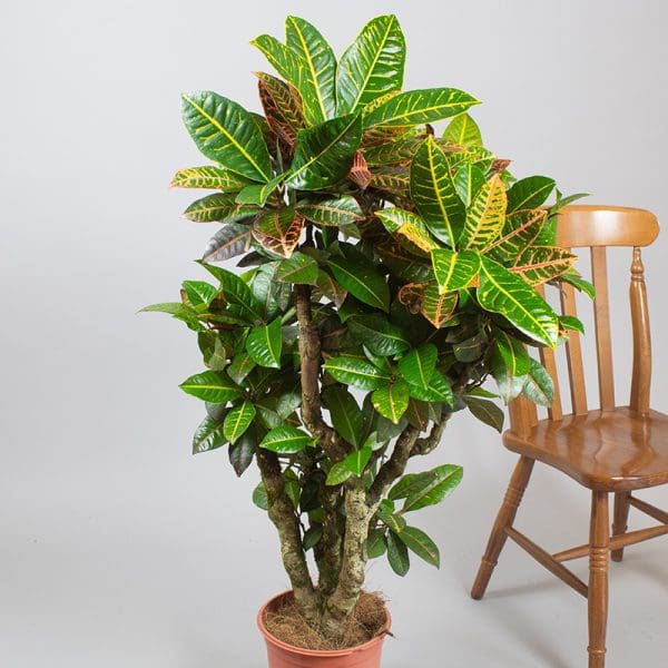Croton Petra