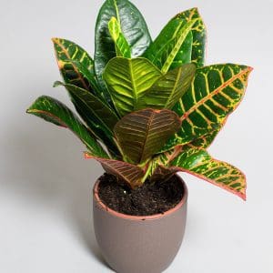 Croton Petra