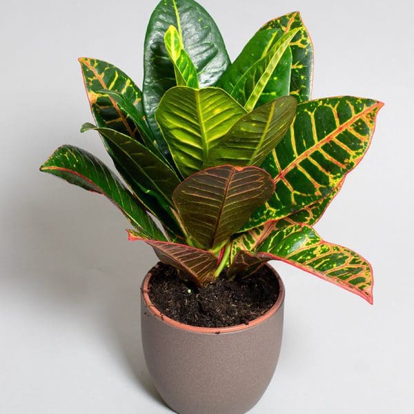 Croton Petra