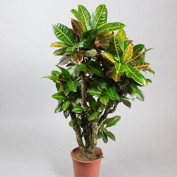 Croton Petra 5L - Image 2