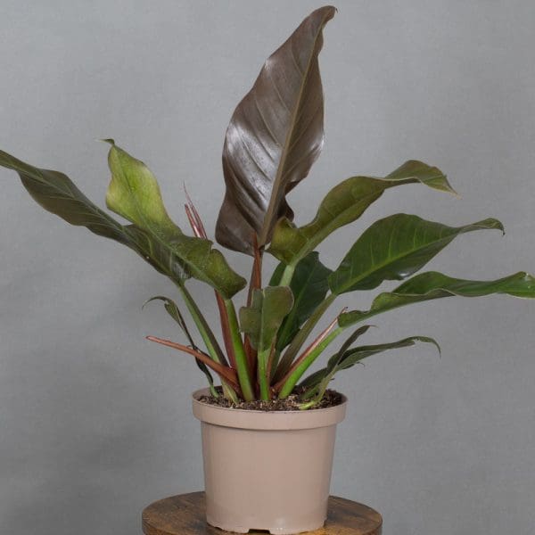 Philodendron Autumn