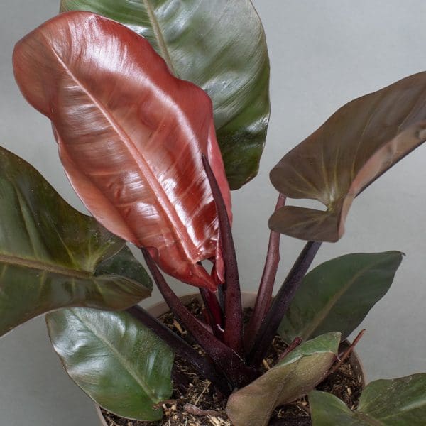 Philodendron Black Cardinal