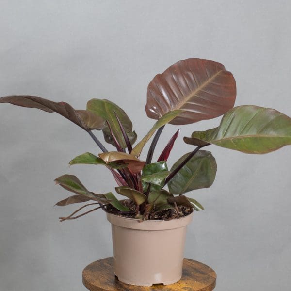 Philodendron Black Cardinal