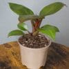 Philodendron Black Cardinal