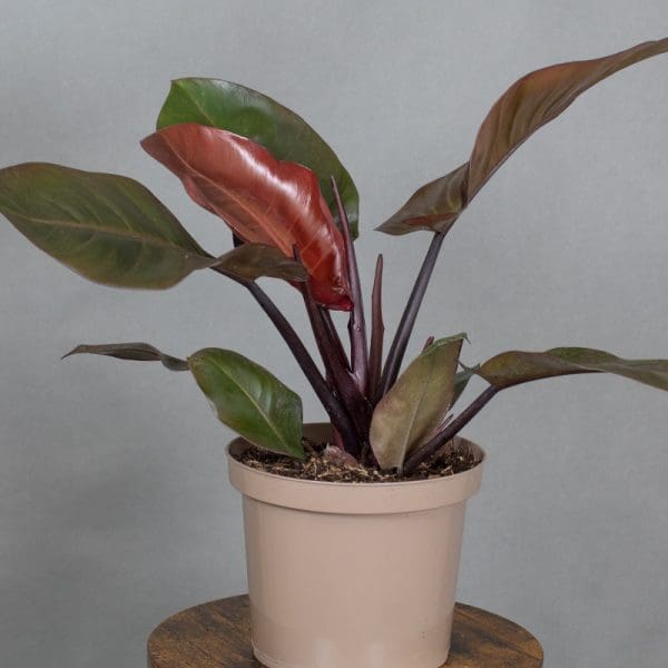 Philodendron Black Cardinal