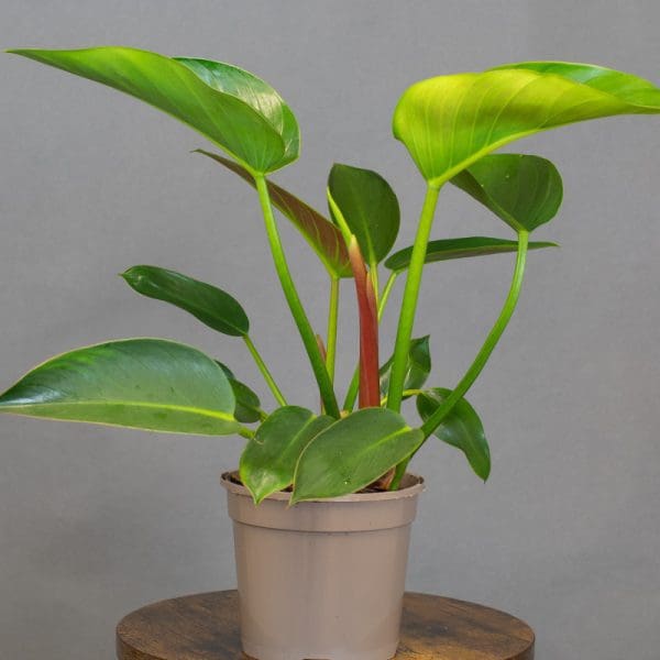 Philodendron Green Princess