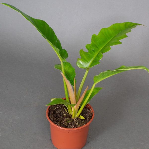 Philodendron Narrow
