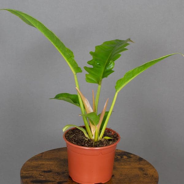 Philodendron Narrow