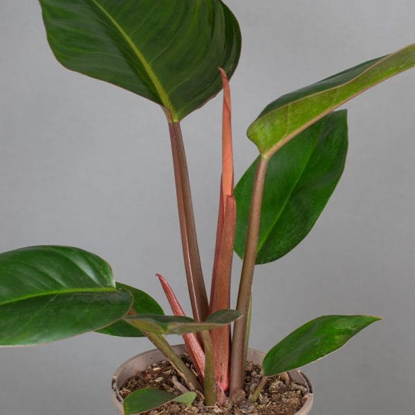 Philodendron Rogo Congo