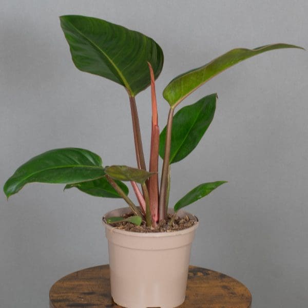 Philodendron Rogo Congo