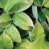 Philodendron Moonshine (9cm Pot) - Image 2