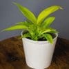 Philodendron moonshine