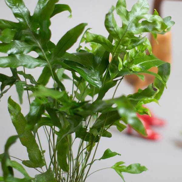 Phlebodium Aureum