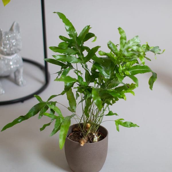 Phlebodium Aureum