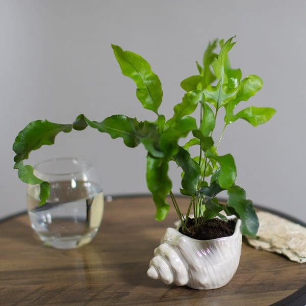 Phlebodium Aureum
