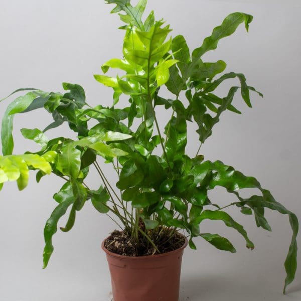 Phlebodium Aureum